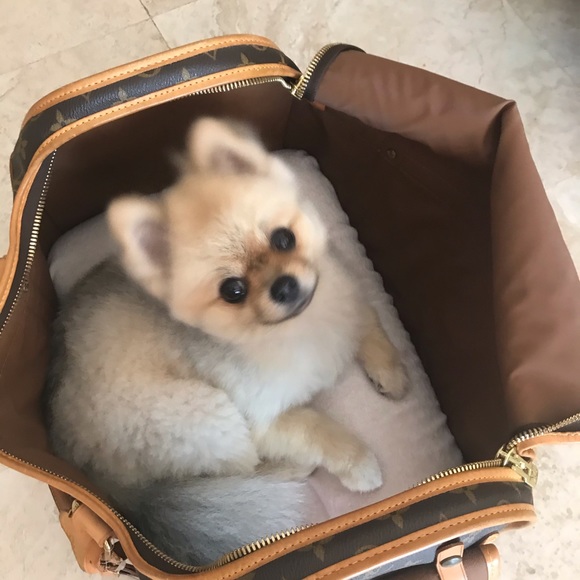 🐕🦺Louis Vuitton Pet Carrier 🐕🦺 - Picture 2 of 12